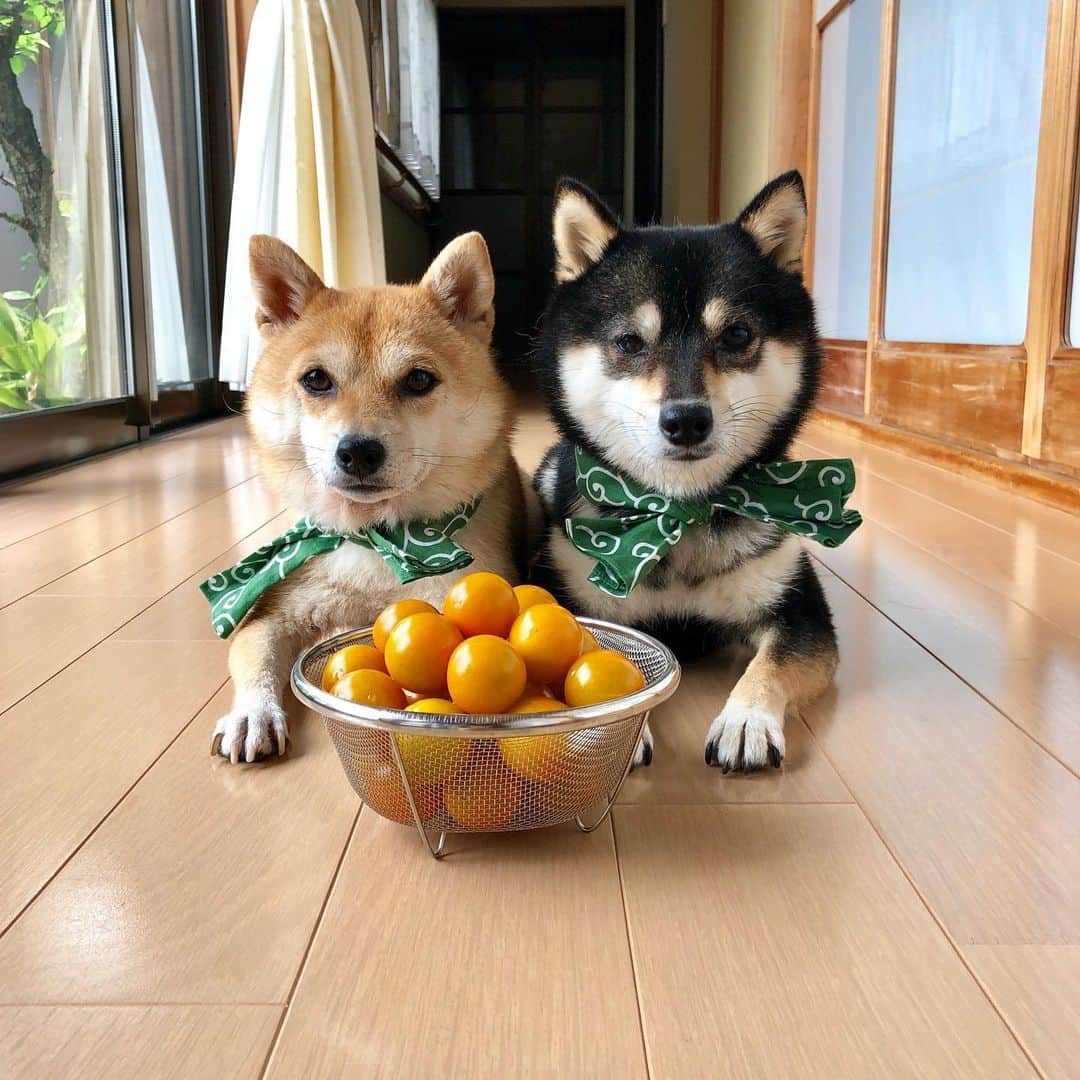 豆柴なつ&ふゆさんのインスタグラム写真 - (豆柴なつ&ふゆInstagram)「My vegetable garden grew a lot of tomato🍅😋💕 ミニトマトがたくさん採れました🍅😋💕 #柴犬#shiba #shibainu #shibastagram #shibamania #sweet#豆柴#癒し #家庭菜園#仲良し #pecoいぬ部#doglove #harvest #dogstagram #dogoftheday #かわいい#instashiba #甘い#🐕📷 #ふわもこ部#love#収穫#ミニトマト #犬#instacute #柴#proudshibas #cutepets #トマト #tomato」7月12日 21時24分 - mameshiba.natsuinu56