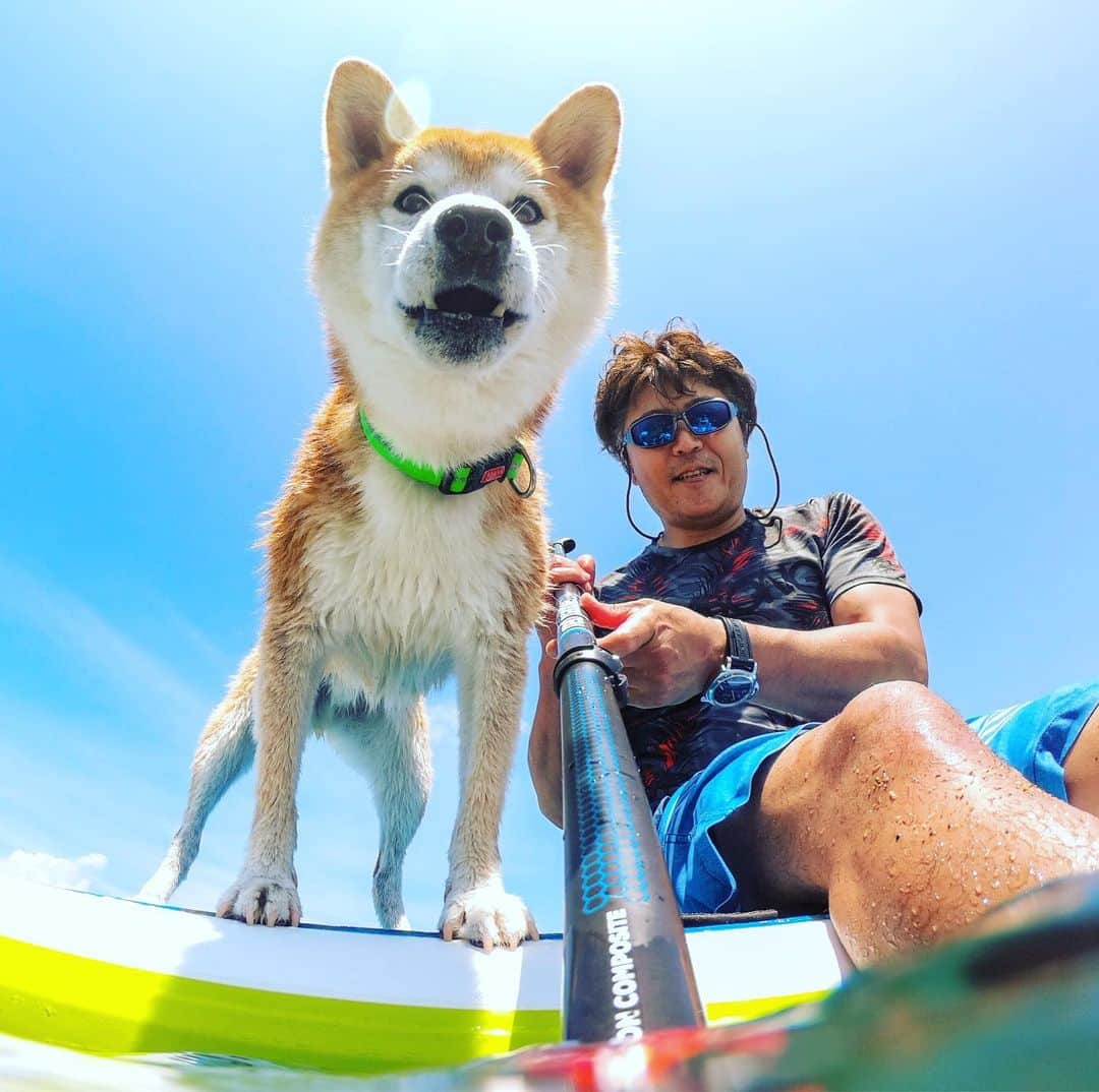 BlackRed shibasさんのインスタグラム写真 - (BlackRed shibasInstagram)「What a funny face!  Musashi! . #goprohero7 @gopro @goprojp . . . . #GoProJP #neneandmusashi2019 #GoPro #ゴープロ #shiba #shibinu #柴犬 #しばいぬ #japan #gopropets #lovely #cute #goprodog #goproのある生活 #happy #goprodog #gopropets #otvadventures #besomedoggy #doggo #goprodogsquad #redpaddleco #capturedifferent #柴犬ライフ #gopro7 #goprohero7black #sup #sea #海」7月12日 21時20分 - black_red_jp