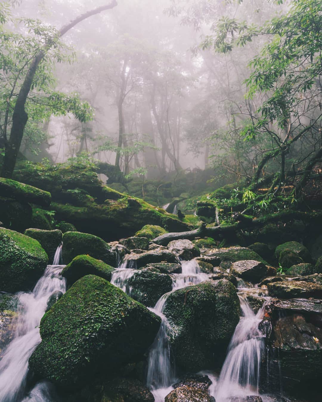 福田洋昭のインスタグラム：「Yakushima Island.  One of my favorite places in Japan to get lost in. #Yakushima」