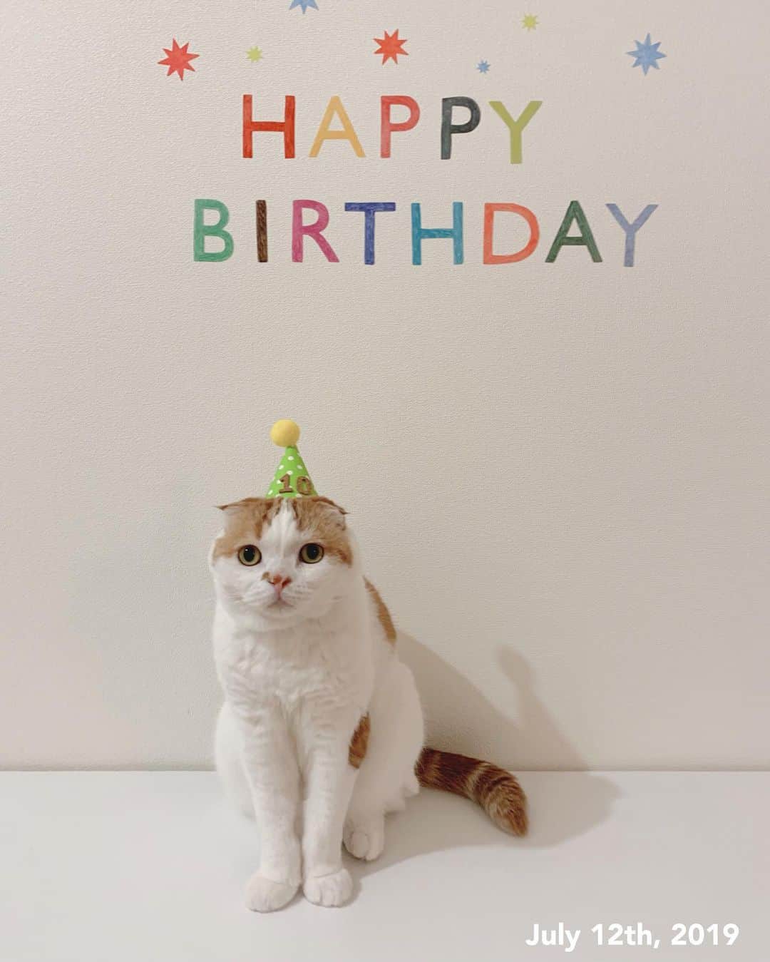 のんたのインスタグラム：「今日はのんちゃん10歳のお誕生日🎂 ついに10歳だーと感慨深いです。  これからもずっと元気でかわいいのんちゃんでいてね！妹たちに優しくしてくれてありがとう❤️ ・ #scottishfold #catstagram_japan #catsofinstagram #cats_of_instagram#catoftheday #purr #ilovemycat #bestmeow #catlover #cutecat #kittensofinstagram #cute #スコティッシュフォールド#birthday#10yearsold」