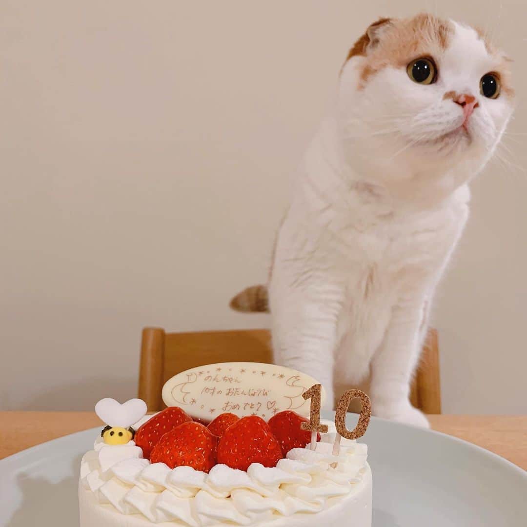 のんたさんのインスタグラム写真 - (のんたInstagram)「恒例のケーキと記念撮影🎂 今年はクリームがつかなかったね😋 ぜんぶぜんぶかわいいのんちゃん！かわいくってどうしよう！って言いながら写真を撮りました😆 ・ #scottishfold #catstagram_japan #catsofinstagram #cats_of_instagram#catoftheday #purr #ilovemycat #bestmeow #catlover #cutecat #kittensofinstagram #cute #スコティッシュフォールド#10歳」7月12日 21時38分 - utacci