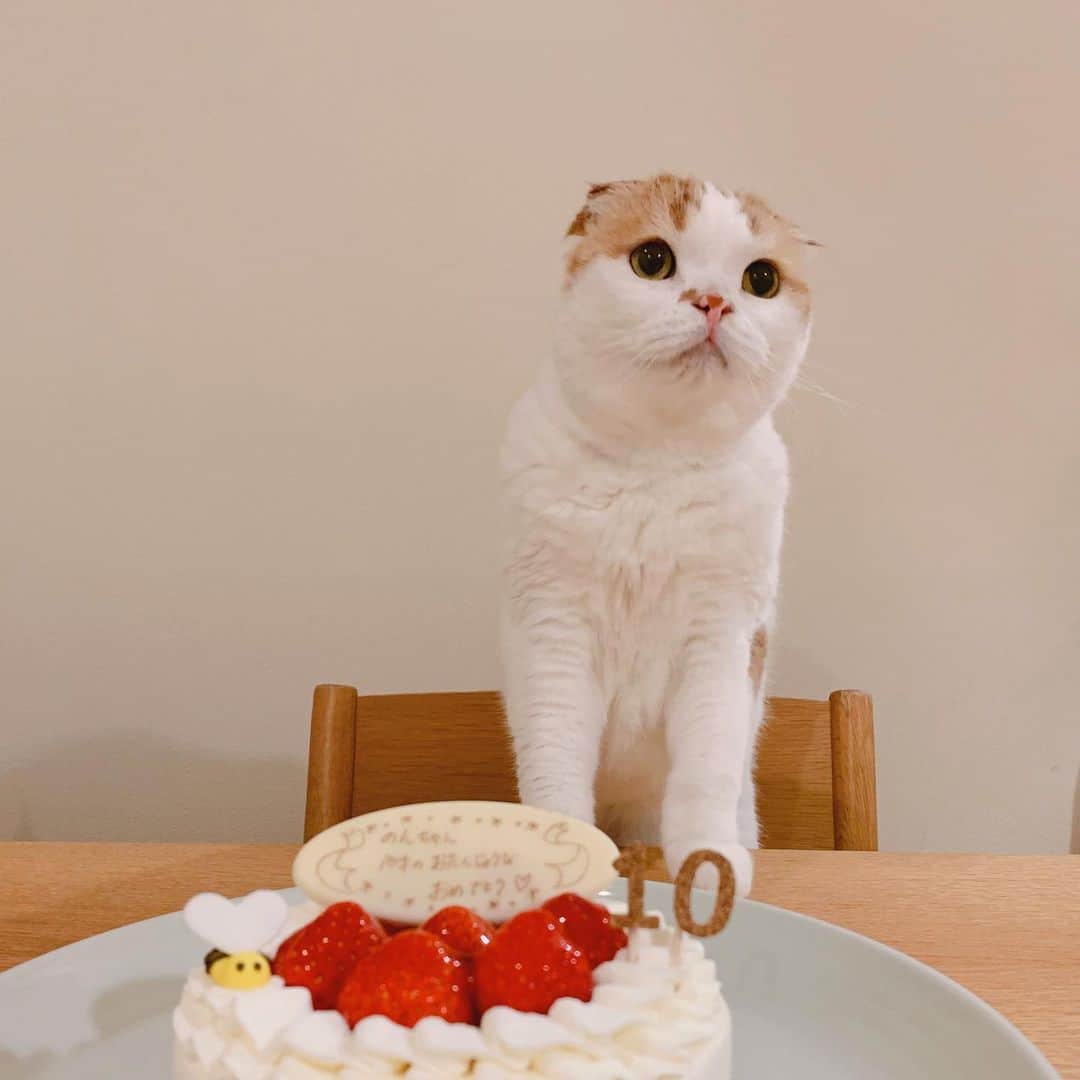 のんたのインスタグラム：「恒例のケーキと記念撮影🎂 今年はクリームがつかなかったね😋 ぜんぶぜんぶかわいいのんちゃん！かわいくってどうしよう！って言いながら写真を撮りました😆 ・ #scottishfold #catstagram_japan #catsofinstagram #cats_of_instagram#catoftheday #purr #ilovemycat #bestmeow #catlover #cutecat #kittensofinstagram #cute #スコティッシュフォールド#10歳」