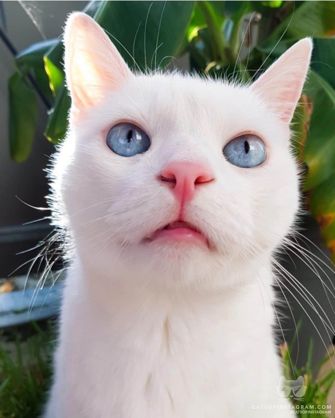 Cats of Instagramさんのインスタグラム写真 - (Cats of InstagramInstagram)「From @engel.cats: “My cutest face” #catsofinstagram」7月12日 21時38分 - cats_of_instagram