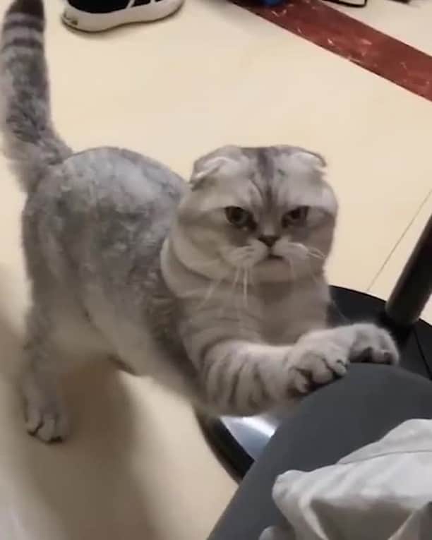 Aww Clubのインスタグラム