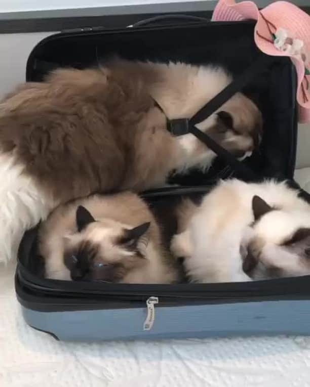 のインスタグラム：「Only pack the essentials ⠀ ⠀ 📹@olanragdoll⠀ ⠀ #meowed #olanragdoll #ragdoll #🇳🇱 #bringtheessentials」