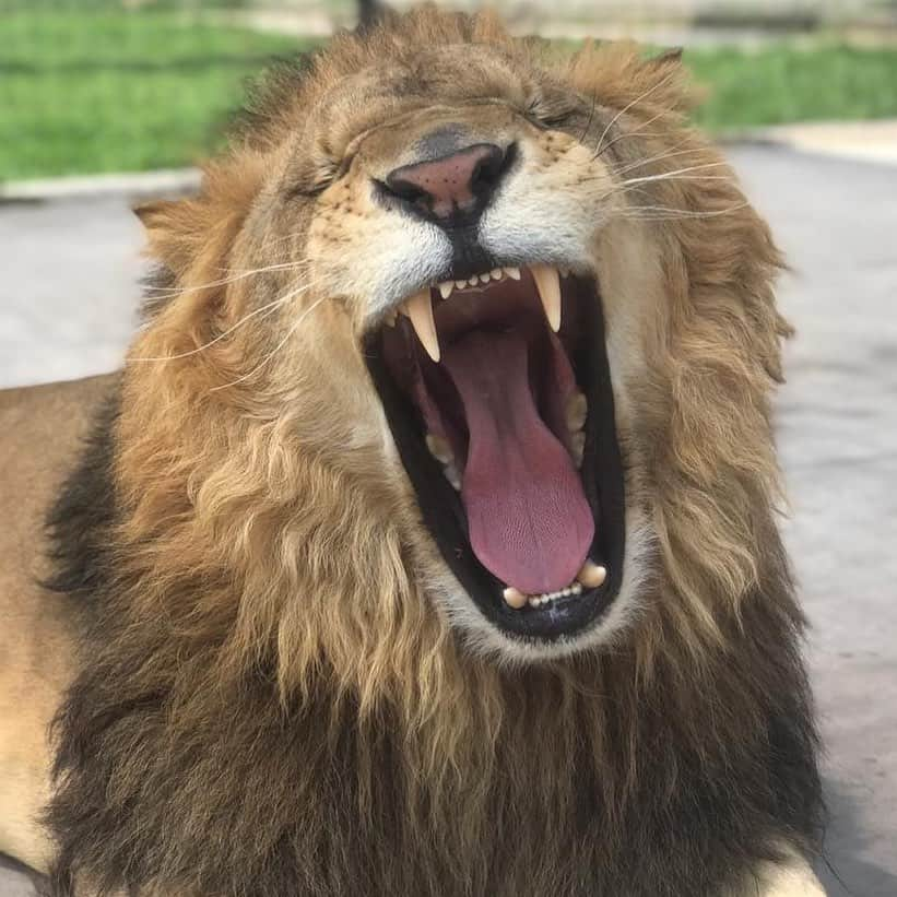 Black Jaguar-White Tiger さんのインスタグラム写真 - (Black Jaguar-White Tiger Instagram)「Current mood. Just woke up... #BabyTroyBJWT #SaveLions  @drpuentecompean」7月12日 22時07分 - blackjaguarwhitetiger