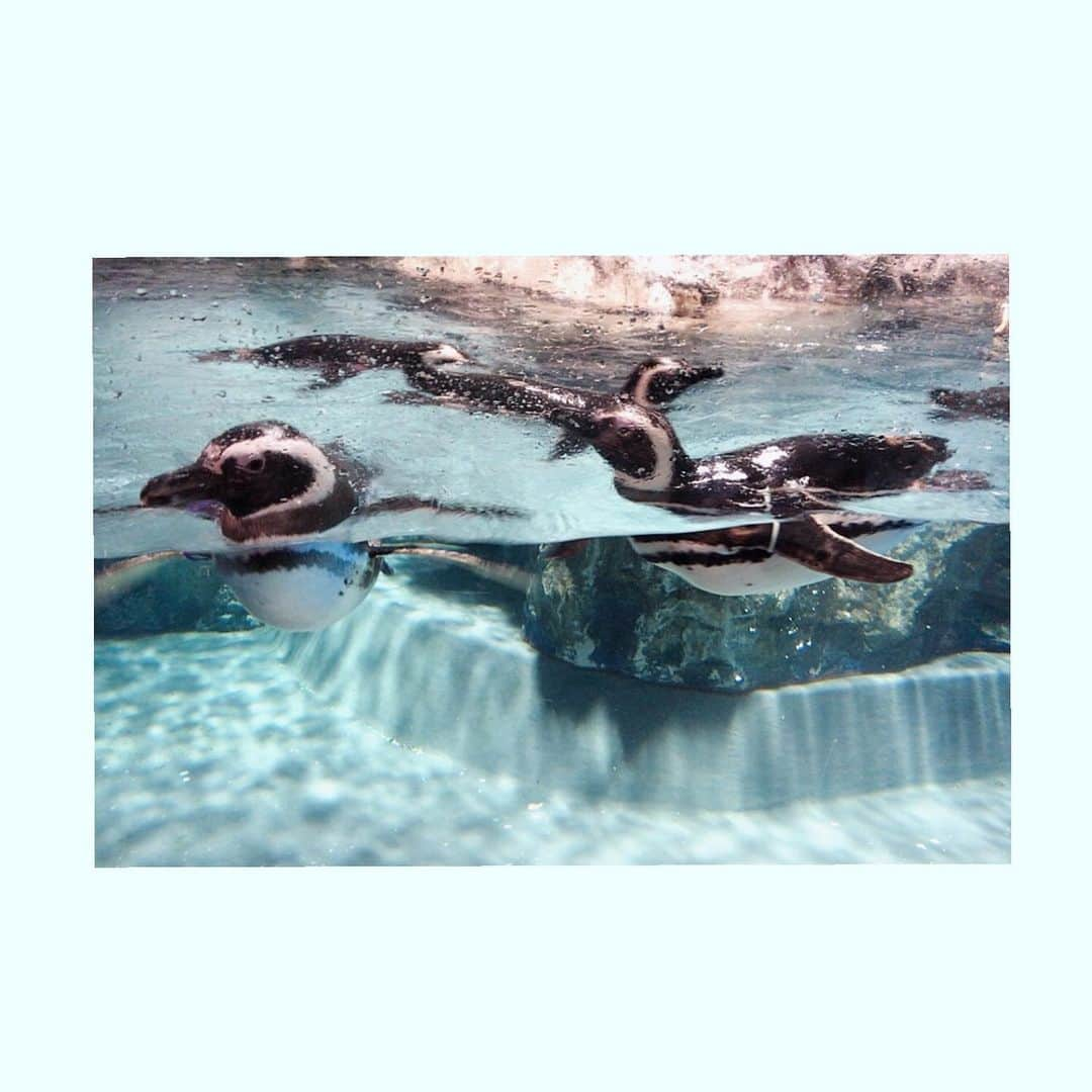 桜帆ゆかりさんのインスタグラム写真 - (桜帆ゆかりInstagram)「すみだ水族館にも行きました🐠🐬🐧 . . . いつも釘付けになる、チンアナゴ、ペンギン、そして93期といえばのカクレクマノミ🥰❤️ 涼しくなりました〜😌飼育員さんが沢山のペンギンの名前覚えてて感動🤩 . . . . . #すみだ水族館  #チンアナゴ  #ペンギン  #カクレクマノミ  #nemo  #93期  #初舞台以降水族館行くと  #クマノミを真っ先に探す癖」7月12日 22時34分 - chahoroo93