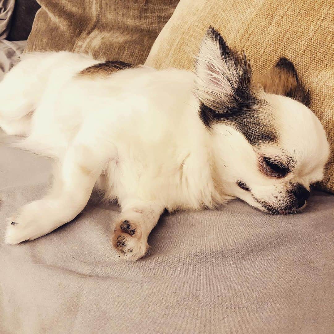 愛内里菜のインスタグラム：「すみません！﻿ やはり﻿ 今日は配信おやすみさせていただきます🙇‍♀️👏﻿ ﻿ 明日夜 、配信できたらしたいと﻿ 思っています😌﻿ ﻿ よろしくお願いします‼️🏳️‍🌈﻿ ﻿ ﻿ #生配信 #配信開始 ﻿﻿ #ポコチャ﻿ #イチナナ﻿ #愛内里菜 改め #R として #歌手 再始動﻿﻿﻿﻿﻿﻿ #垣内りか #垣内倶楽部 ﻿﻿﻿﻿﻿﻿ #新曲 #邦ロック#ミュージック#音楽の力﻿﻿﻿﻿﻿﻿﻿ #音楽﻿﻿」