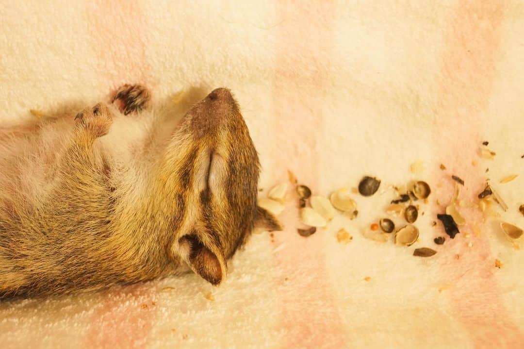ビッケ & トッドさんのインスタグラム写真 - (ビッケ & トッドInstagram)「#Bikke Dreaming about nuts.  ナッツの夢を見ながら♪ 食べかすが夢の道筋を…  #bikkeissweetestchipmunkintheworld #memorieswithbikke #foreverinourhearts」7月12日 22時37分 - bikke_the_chip