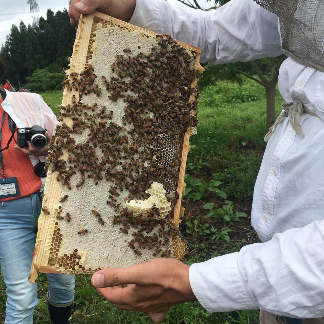 海津ゆうこさんのインスタグラム写真 - (海津ゆうこInstagram)「初めてお邪魔した養蜂場。 ハチってこんな所で生活してたんですね。 蜂蜜を作るこの板はかなりの重さで２〜３キロくらいあるそうです。 そして、板に付いている蜂蜜を初めて触りました。思っていたより柔らかい。 知らなかった事を知るって、とっても楽しいことですね。  #養蜂場 #阿賀野市 #八米 #蜂蜜 #ハチミツ #畑の座 #ミツバチ #養蜂 #フリーアナウンサー #今日のおやつ #instagood #instafood #instalike #instalife #instadaily #instapic #honey #美味しいもの #ミツバチは怖くない #阿賀野市産 #フィールドワーク #農業体験 #初めて #チョット怖かった #初体験 #地産地消 #地元農家 #地元の味」7月12日 22時52分 - yuco310