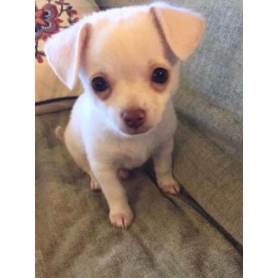 マーガレット・チョーさんのインスタグラム写真 - (マーガレット・チョーInstagram)「Lucia’s baby picture! She’s grown so much!! #chihuahua #rescuedog #dogsofinstagram」7月12日 22時49分 - margaret_cho