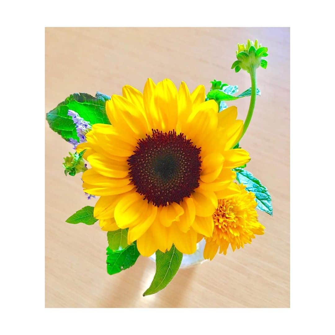 村山絢香さんのインスタグラム写真 - (村山絢香Instagram)「✻ ✻ ✻ ✻ 娘が選んでくれた向日葵✨🌻☀️ 早く夏になぁれ(*^^*)💕🏖️ ✻ ✻ ✼ ✼ ✼ ・ ・ #バラ園  #🌹 #歩き回る娘 😊💕 #天真爛漫 ♡ #歩くの大好き #何周もする親子 (*^^*)🚶 #私も園内なら安心して見守ってていられるのね ☺️💓👍 #ほぼ貸し切り (*ˊᵕˋ*)🌸 #梅雨 #梅雨も楽しむ 👶❤️ #ママライフ #enjoy  #気まぐれ日記 ♡ #育児日記  #家族 #Family #愛しい 👶💓 #育児 #子育て #mama  #パパ #babygirl #女の子ママ #親バカ」7月12日 23時07分 - ayaka_murayama