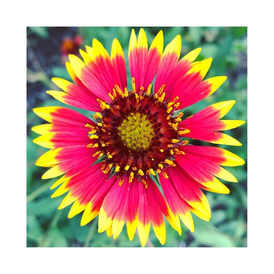 森千波さんのインスタグラム写真 - (森千波Instagram)「#1000hana . . . . . . #my#favorite#flower#indianblanket#sundance#gaillardia#blanketflower#flowers#nature#red#テンニンギク#天人菊#花#自然#緑」7月12日 23時15分 - 1000wave