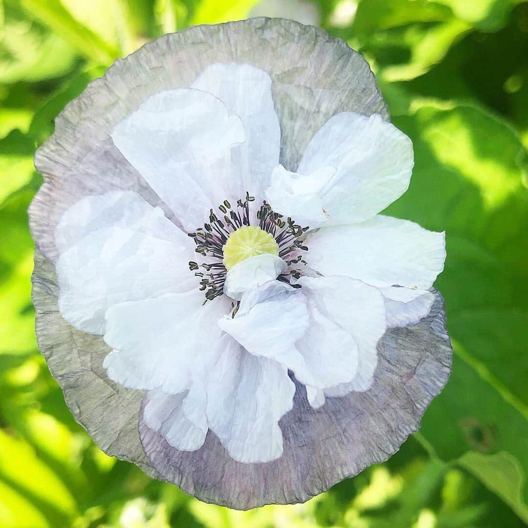 マーサ・スチュワートさんのインスタグラム写真 - (マーサ・スチュワートInstagram)「Spotted this week in @marthastewart48’s Bedford gardens: delicate, paper-like poppies! 🌸 “The first one is an ‘Amazing Grey’ poppy, the rest are other gray-colored poppies. The seeds for them came from @floretflower. They’re a super popular flower this year for arrangements,” says Martha’s head gardener @ryanmccallister1. Have questions for Ryan about Martha’s flowers, gardening care, or planting tips? Leave them in the comments below and you may just get them answered! 👇🏼 #regram via @ryanmccallister1」7月12日 23時17分 - marthastewart