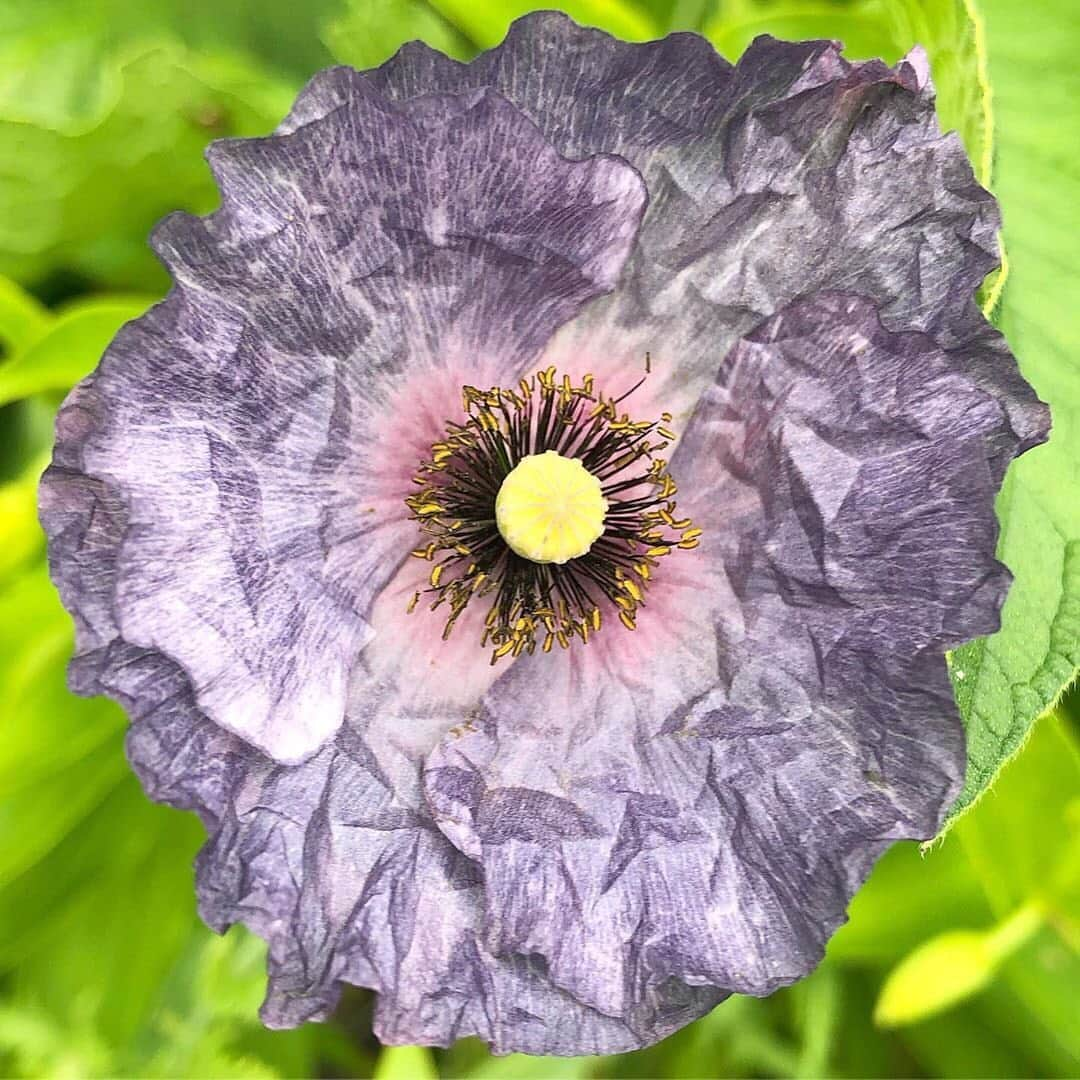 マーサ・スチュワートさんのインスタグラム写真 - (マーサ・スチュワートInstagram)「Spotted this week in @marthastewart48’s Bedford gardens: delicate, paper-like poppies! 🌸 “The first one is an ‘Amazing Grey’ poppy, the rest are other gray-colored poppies. The seeds for them came from @floretflower. They’re a super popular flower this year for arrangements,” says Martha’s head gardener @ryanmccallister1. Have questions for Ryan about Martha’s flowers, gardening care, or planting tips? Leave them in the comments below and you may just get them answered! 👇🏼 #regram via @ryanmccallister1」7月12日 23時17分 - marthastewart