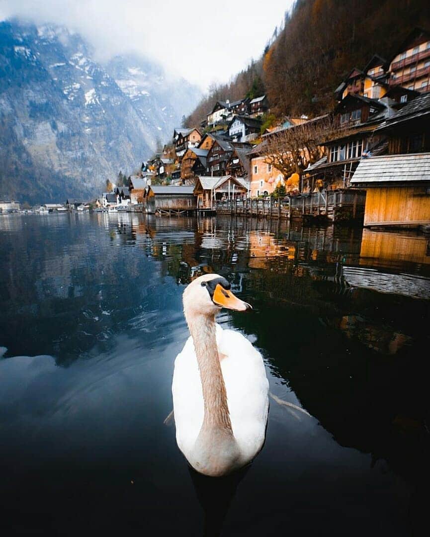 Discover Earthさんのインスタグラム写真 - (Discover EarthInstagram)「Just love this incredible selection of photos from Hallstatt, Austria ! Which one do you like the most ? 🇦🇹 Share these with someone who would love to visit this place ! — 📍#DiscoverAustria — 📸 Photos by @jguzmannn」7月12日 23時28分 - discoverearth