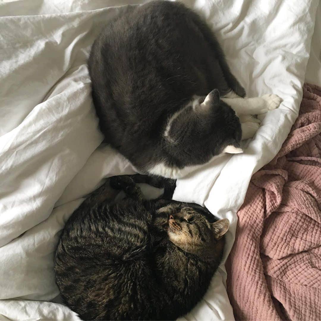 catinberlinさんのインスタグラム写真 - (catinberlinInstagram)「TGIF 😺😺 www.catinberlin.com」7月12日 23時28分 - catinberlin