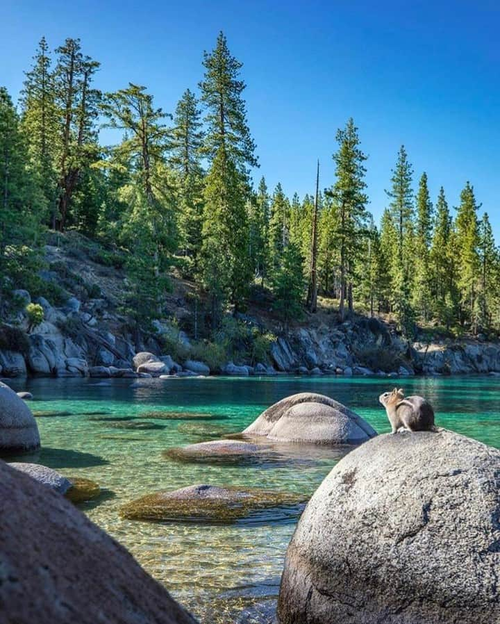 Discoveryさんのインスタグラム写真 - (DiscoveryInstagram)「”Taking in the view!” 🐿️ 📸 + caption by Mark Bouldoukian (@markian.b) . . . . #photography #photooftheday #explore #naturephotography #nature #potd #travelIG #wow #natureIG #explore #LakeTahoe #Nevada #travelgram」7月12日 23時43分 - discovery