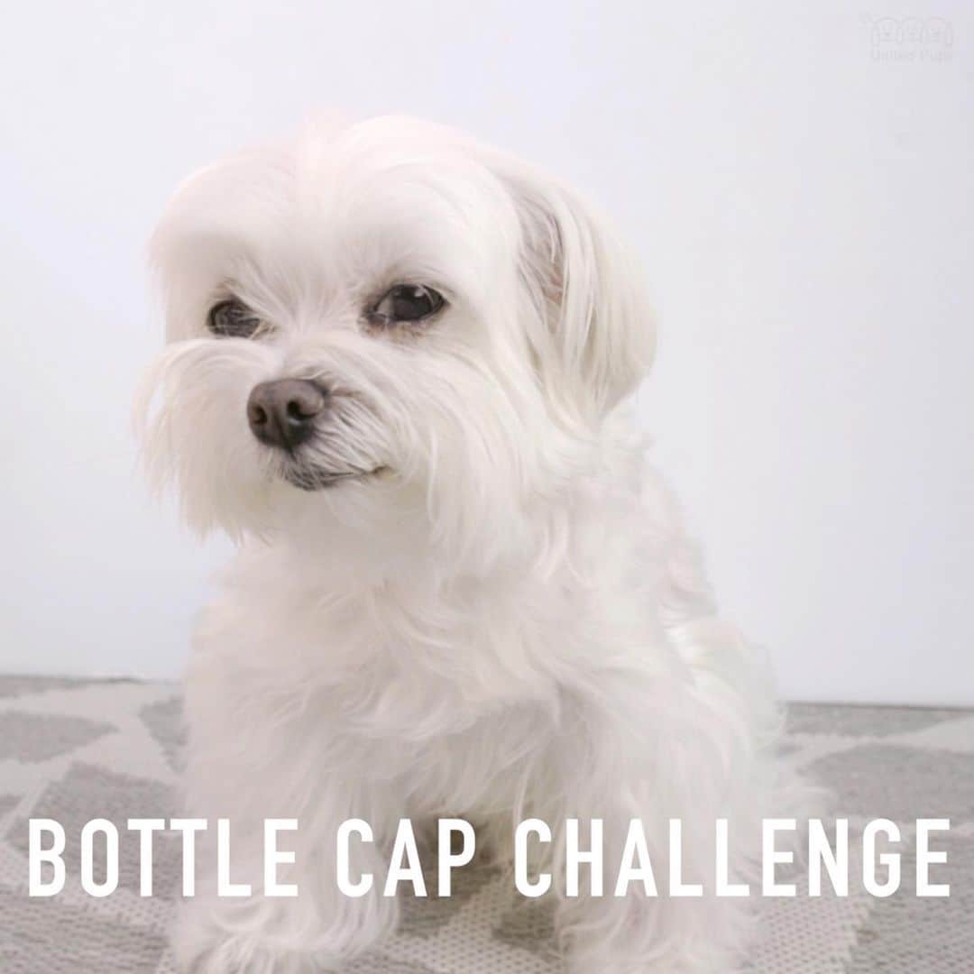 hi.arodさんのインスタグラム写真 - (hi.arodInstagram)「Bottle cap challenge is complete! Easy peasy ! 🤨👉🏼 Swipe to see my real kung fu ・・・・ #bottlecapchallenge #bottlechallenge #botellachallenge#kungfu#dogsbottlecapchallenge#bottlecapchallenge🥋  #capchallenge#challengeaccepted #challenge#thebottlecapchallenge #malteselovers#malteselife #maltesedog #pawer #licking #dogpower #prouddogmom #prouddog #prouddogowner#tongueout#tongueouteveryday#tongueoutdontcare#tongueoutfriday#funnydog#funnydogvideo」7月12日 23時59分 - hi.arod