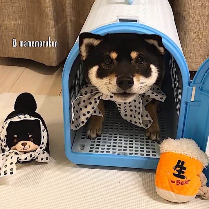 まめ丸のインスタグラム：「* * 【 金曜日の #居酒屋まめ丸 🐶🍺】 * （⚠️音が出るよ⚠️） 2ねんまえの、まだうまく笑えなかった 店長のぼく🐶💓 * 【Taverna“MAMEMARU”🐶🍺】 TGIF🐶🍺💓 * #今はニコニコ店長さん #あのころぼくはわかかった  #リポストまめ丸 * #柴犬#豆柴#柴#黒柴#犬#ふわもこ部#shiba#shibainu#shibastagram#shibadog#shibapuppy#puppy#instadog#dogstagram#dog#instashiba#petstagram#pet#cute#cutedog#강아지#멍스타그램#weeklyfluff#dailyfluff#worldofcutepets#まめ丸の別荘」