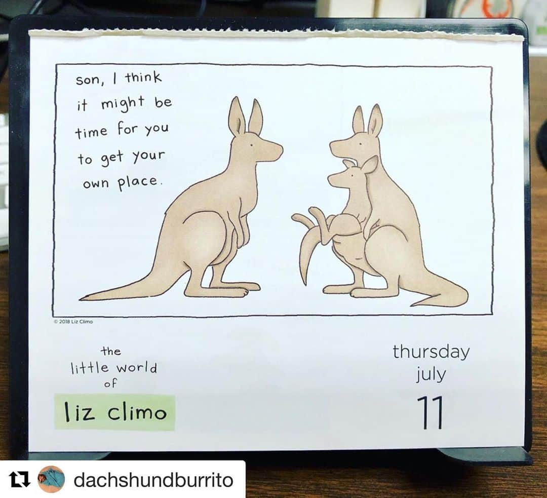 リズ・クライモさんのインスタグラム写真 - (リズ・クライモInstagram)「🦘#Repost @dachshundburrito with @get_repost ・・・ My Liz Climo calendar cracks me up every day. #lizclimo #lizclimocalendar #thelittleworldoflizclimo #lizclimocomics #kangaroo」7月13日 0時08分 - lizclimo