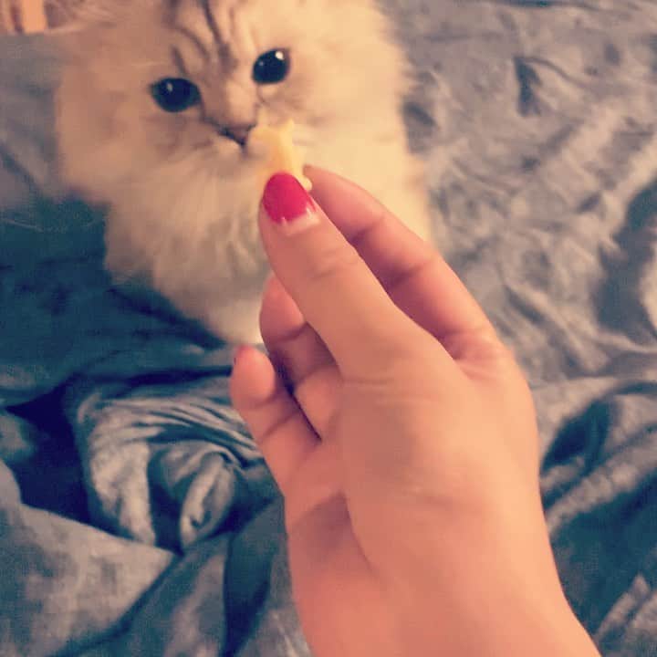 のインスタグラム：「#猫はおっとっと食べない #犬は食べる」