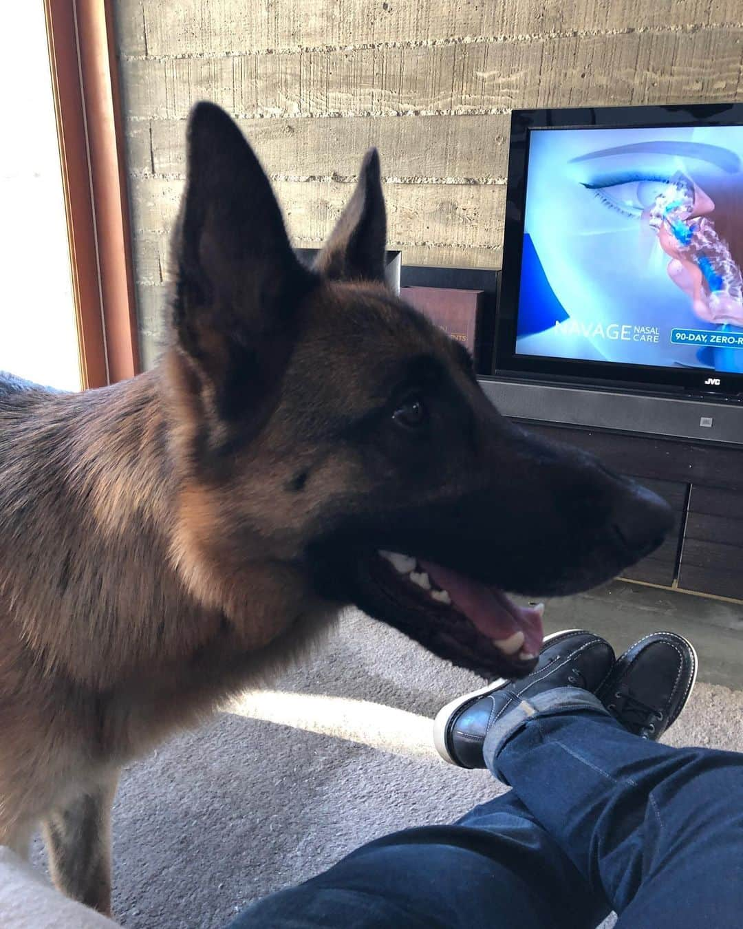 ロバート・パトリックさんのインスタグラム写真 - (ロバート・パトリックInstagram)「More “Blitz”! #canyon #canyonlife #socal #germansheperd #dog #dogs #california #architecture #sixthstreetbridge」7月13日 0時46分 - ripfighter