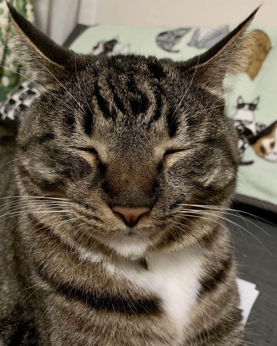 鈴木砂羽さんのインスタグラム写真 - (鈴木砂羽Instagram)「すみません、気持ち良く寝てらっしゃるとこ悪いのですが、その、お敷きになってる取説が読みたいのです。。 。ねえ。 ねぇってば！！！！！🤣🤣🤣 #猫 #夜猫 #にゃんすたぐらむ  #きじとら猫 #靴下猫 #足長マンチカン  #ハチくん  #猫の敷物 #猫あるある わしゃあ今日もいっぱいいっぱいな 1日でしたん。 いいの撮れてるといいなぁ📹  #グッナイ 🐱💫💫💫🐱」7月13日 0時57分 - bombon_sawa
