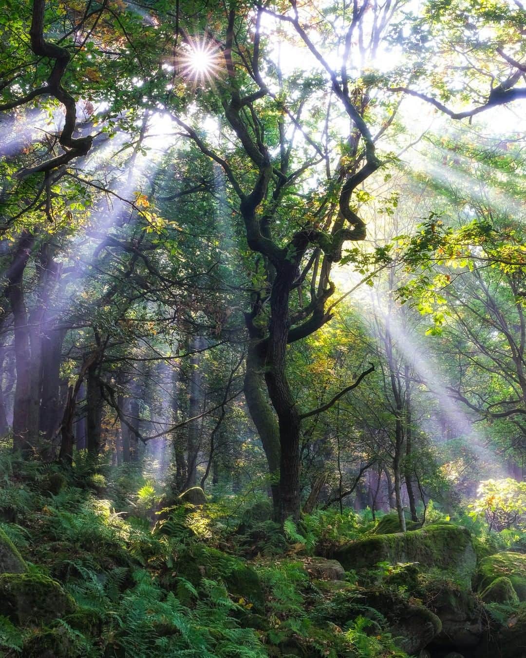 Fujifilm UKさんのインスタグラム写真 - (Fujifilm UKInstagram)「"As I was walking through the woods in Padley Gorge I turned around to see the sun streaming through the trees backlighting the lingering morning mist. I composed to reveal the sun star peeking out from behind the tree and lighting up the scene in front of me. It was so magical I almost expected a pixie to pop up!" - X-Photographer @ceupton  FUJIFILM X-T3 | XF16-55mmF2.8 | F11 | ISO 160 | 0.6"  #Fujifilmx_uk #XSeries #Fujifilm #XT3 #FUJIFILMXT3 #landscapephotography #landscape」7月13日 1時00分 - fujifilmuk