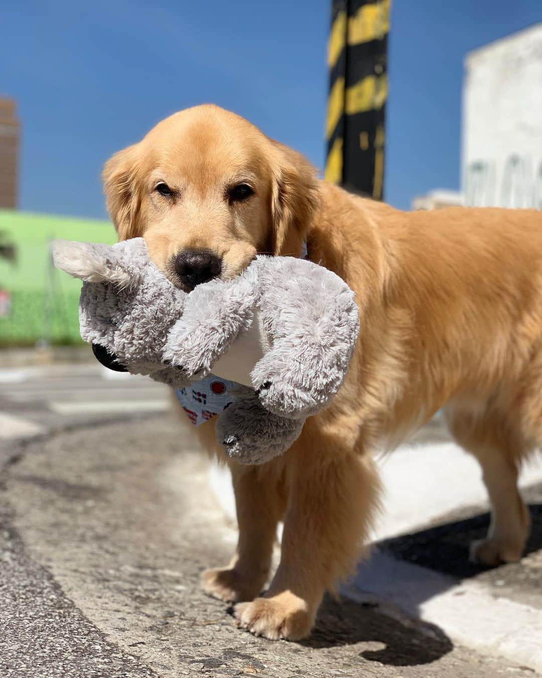 Bobさんのインスタグラム写真 - (BobInstagram)「Peguei o Koala do Bob emprestado , será que ele vai ficar bravo comigo?! 😬🙊 #goldenretriever #goldenretrievers #dogs #dogsofinstagram #vejasp」7月13日 1時00分 - bob_marley_goldenretriever