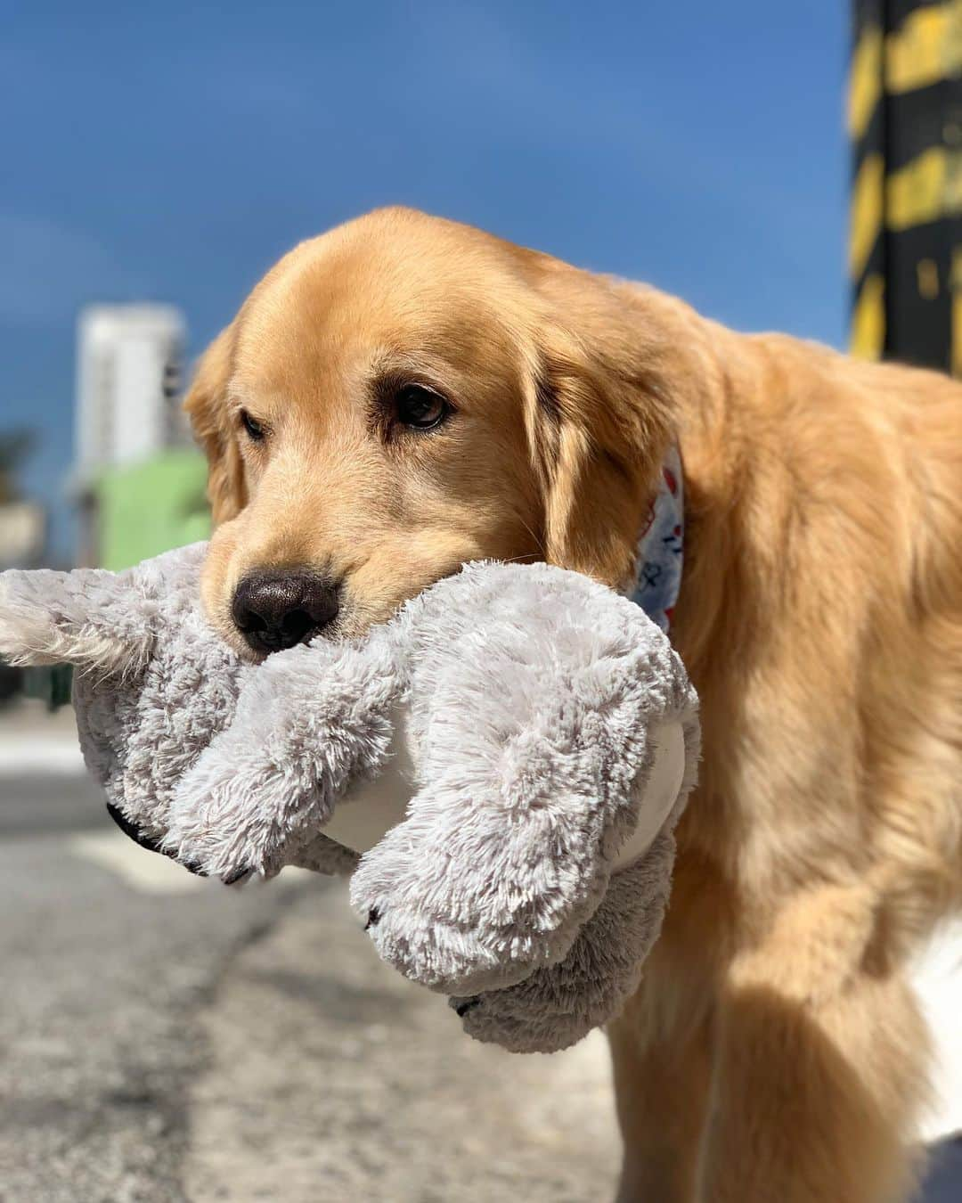 Bobさんのインスタグラム写真 - (BobInstagram)「Peguei o Koala do Bob emprestado , será que ele vai ficar bravo comigo?! 😬🙊 #goldenretriever #goldenretrievers #dogs #dogsofinstagram #vejasp」7月13日 1時00分 - bob_marley_goldenretriever