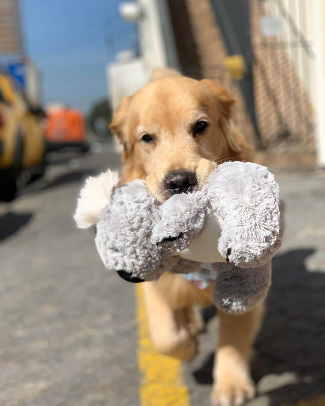 Bobさんのインスタグラム写真 - (BobInstagram)「Peguei o Koala do Bob emprestado , será que ele vai ficar bravo comigo?! 😬🙊 #goldenretriever #goldenretrievers #dogs #dogsofinstagram #vejasp」7月13日 1時00分 - bob_marley_goldenretriever