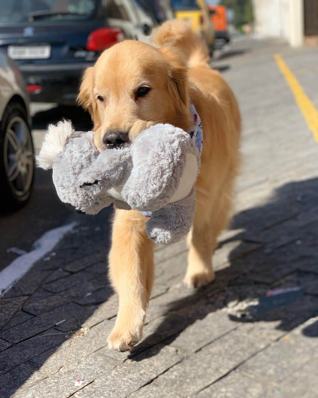 Bobさんのインスタグラム写真 - (BobInstagram)「Peguei o Koala do Bob emprestado , será que ele vai ficar bravo comigo?! 😬🙊 #goldenretriever #goldenretrievers #dogs #dogsofinstagram #vejasp」7月13日 1時00分 - bob_marley_goldenretriever