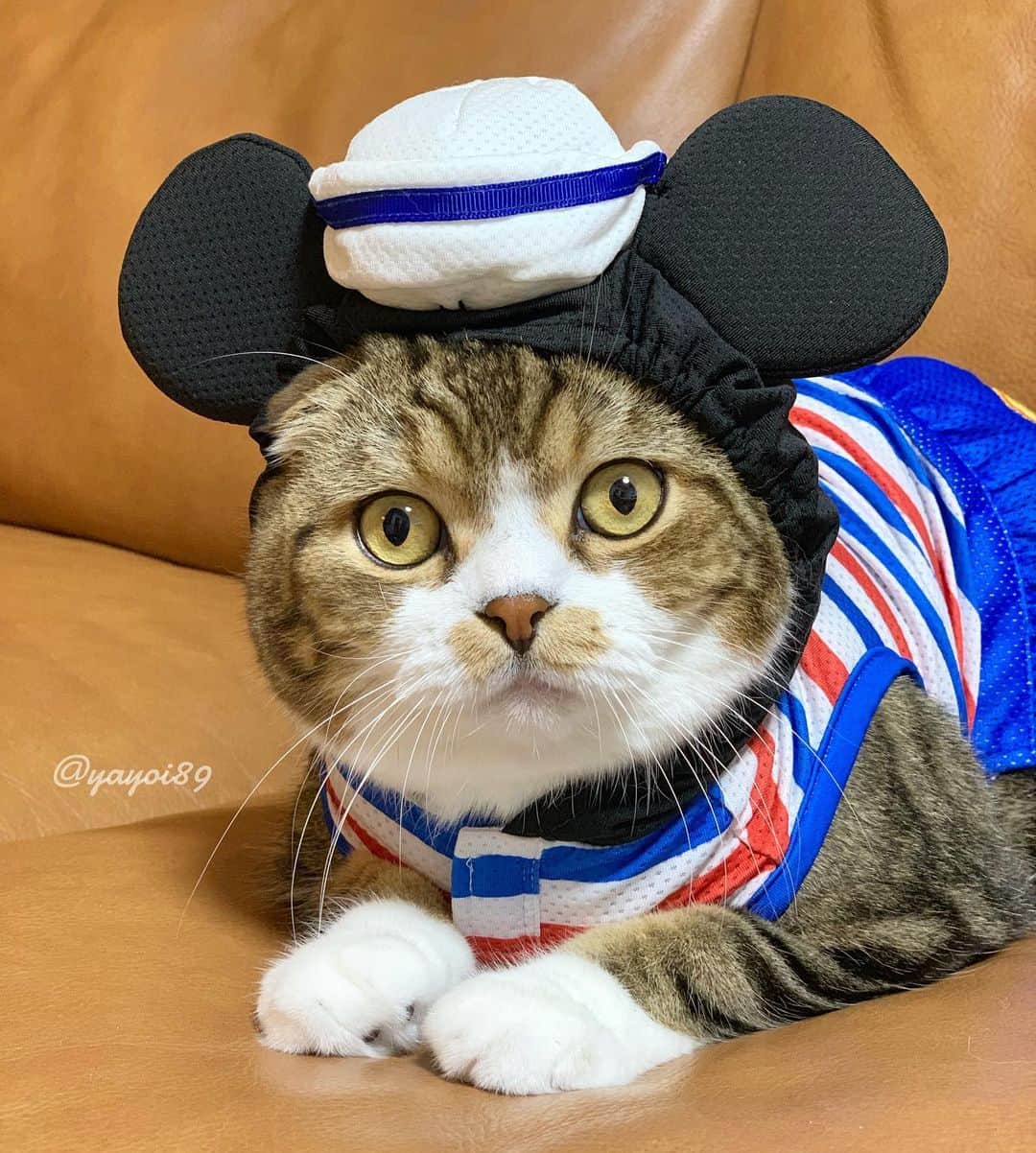 yayoi89さんのインスタグラム写真 - (yayoi89Instagram)「Mickey Mouse in summer clothes 🐬⛵️ The gloves are real 🐵🧤😆 . すんごい久しぶりのコスプレ😂 セーラーミッキー🐵 ディズニーシーに行きたくなっちゃう😊🐬 手袋は自前🧤 . #mickeymouse #scottishfold #weeklyfluff #9gag #meowed #ilovemycats #cutepetclub #bestcats_oftheworld #adorable #cat_features #cats_of_world #catoftheday」7月13日 1時16分 - yayoi89