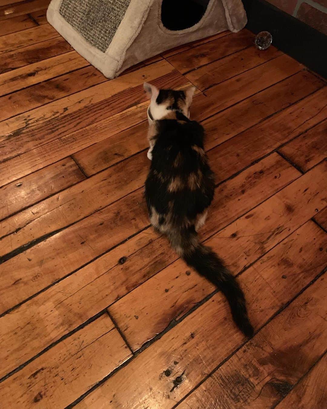 のインスタグラム：「猫背だよね？😭Music studioだよね？😭 天国なのかここは . . . #musicstudio #musiccat #大人の社会見学」