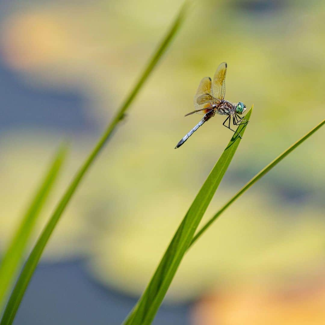 ニューヨーク植物園さんのインスタグラム写真 - (ニューヨーク植物園Instagram)「Plants and wildlife go hand in hand, and as the Garden grounds grow ever more green for the summer, birds, insects, and amphibians are out and about in abundance, including goldfinches, dragonflies, and more. This is #whatsbeautifulnow.」7月13日 1時48分 - nybg