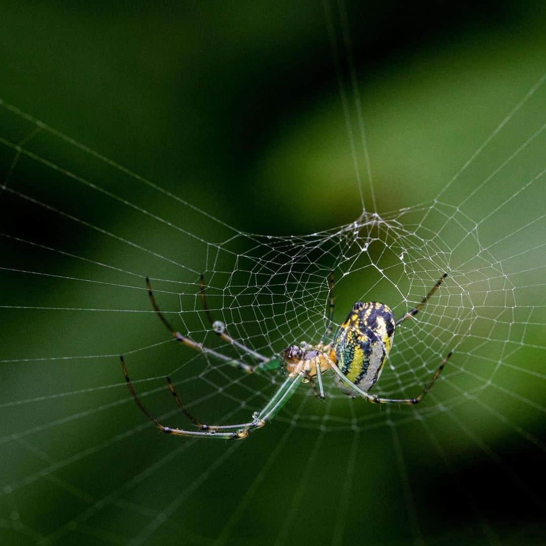 ニューヨーク植物園さんのインスタグラム写真 - (ニューヨーク植物園Instagram)「Plants and wildlife go hand in hand, and as the Garden grounds grow ever more green for the summer, birds, insects, and amphibians are out and about in abundance, including goldfinches, dragonflies, and more. This is #whatsbeautifulnow.」7月13日 1時48分 - nybg