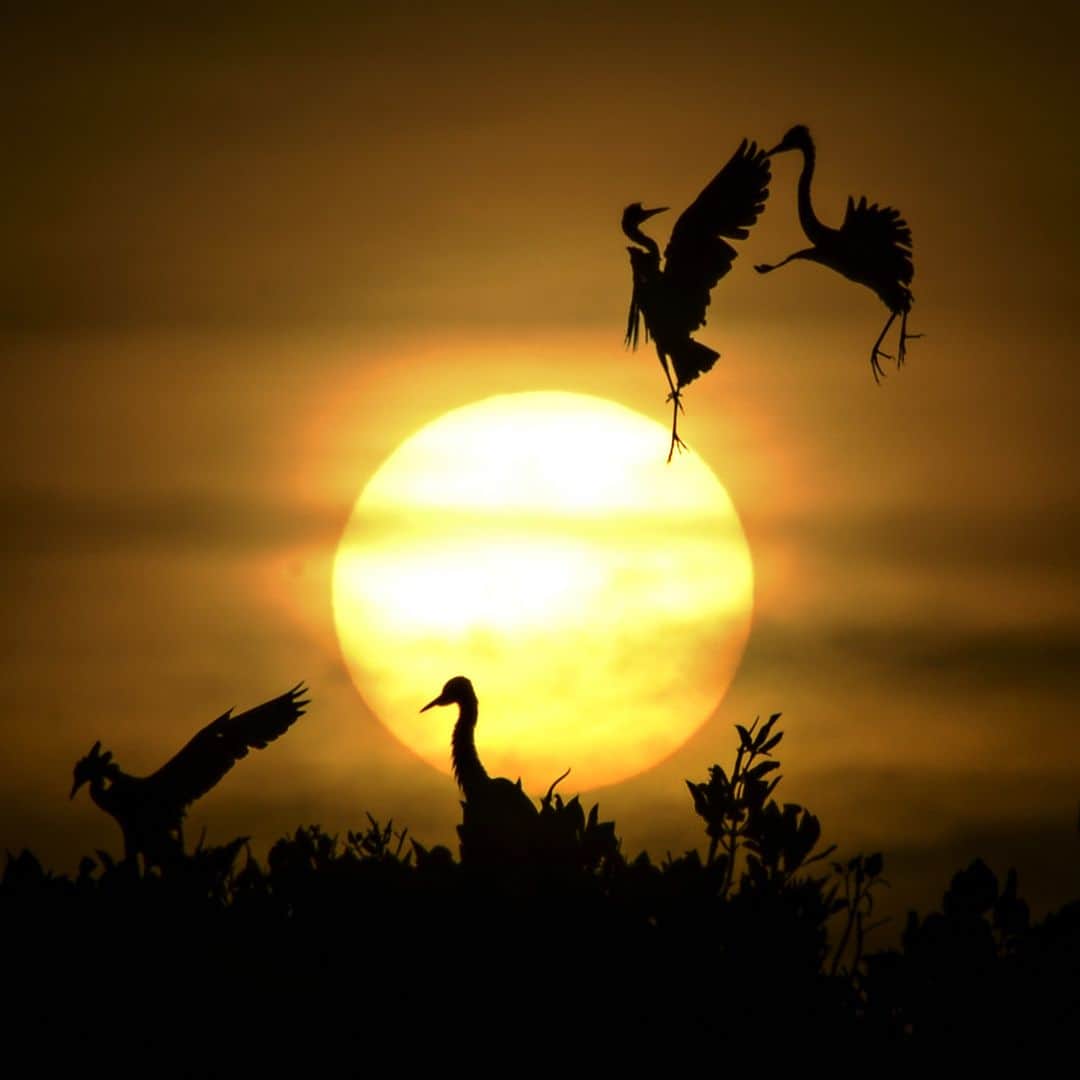 AFP通信さんのインスタグラム写真 - (AFP通信Instagram)「AFP Photo 📷 @mirroreye - Some Egret birds take a flight as others rest on the top of mangrove trees during sunset at Kajhu beach, in Aceh province on July, 2019. #sunset #birds」7月13日 2時01分 - afpphoto