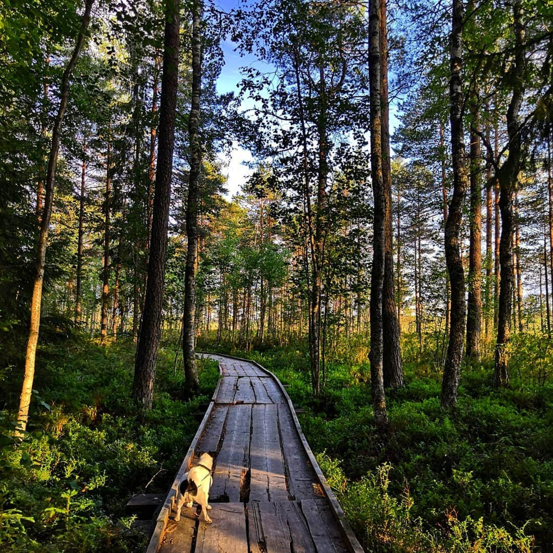 ミンナ・ニッカネンさんのインスタグラム写真 - (ミンナ・ニッカネンInstagram)「Enjoying silence and watching sun going down 🌄😍 . . #landscape #nationalparks #finland」7月13日 2時13分 - minna_alitalo