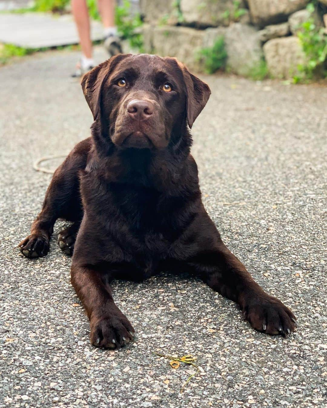 The Dogistさんのインスタグラム写真 - (The DogistInstagram)「Yanmar, Labrador Retriever (1 y/o), Main Street, Woods Hole, MA • “‘Yanmar’, like the boat engine – she loves to swim. She just swam all the way out to the mooring with us while we rowed.”」7月13日 2時17分 - thedogist