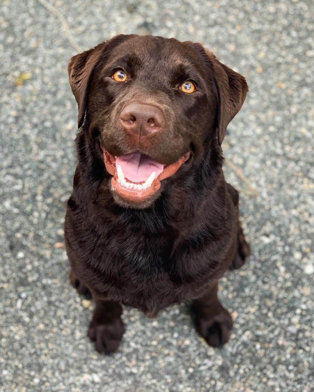 The Dogistさんのインスタグラム写真 - (The DogistInstagram)「Yanmar, Labrador Retriever (1 y/o), Main Street, Woods Hole, MA • “‘Yanmar’, like the boat engine – she loves to swim. She just swam all the way out to the mooring with us while we rowed.”」7月13日 2時17分 - thedogist