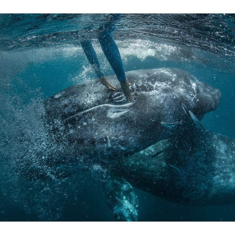 National Geographic Creativeさんのインスタグラム写真 - (National Geographic CreativeInstagram)「What's your favorite photo? Check out what caught our eye in this week's selection of #WhatWeLiked from the Image Collection editors | #HumpbackWhale by @paulnicklen | #Iceland by @kengeiger | #GrayWhale by @thomaspeschak | #Sharks by @cristinamittermeier」7月13日 2時20分 - natgeointhefield