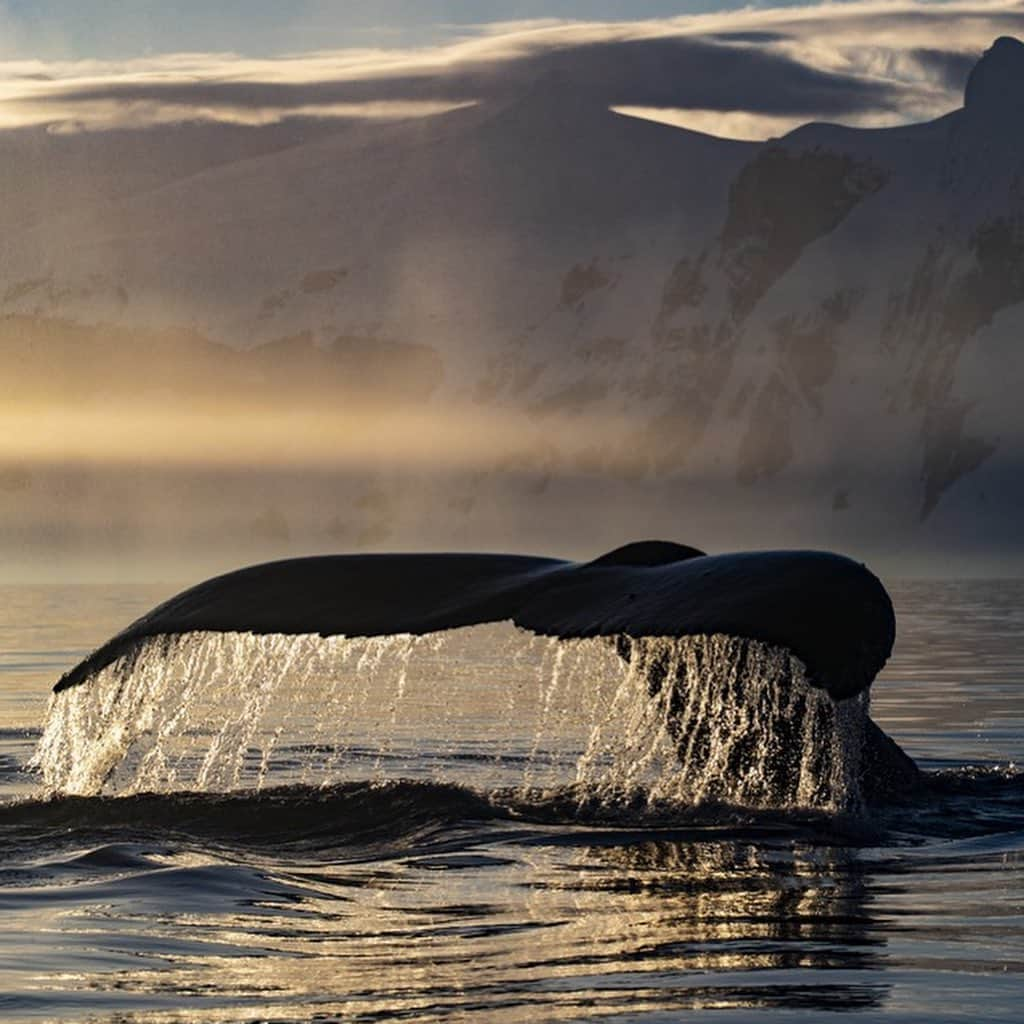 National Geographic Creativeさんのインスタグラム写真 - (National Geographic CreativeInstagram)「What's your favorite photo? Check out what caught our eye in this week's selection of #WhatWeLiked from the Image Collection editors | #HumpbackWhale by @paulnicklen | #Iceland by @kengeiger | #GrayWhale by @thomaspeschak | #Sharks by @cristinamittermeier」7月13日 2時20分 - natgeointhefield