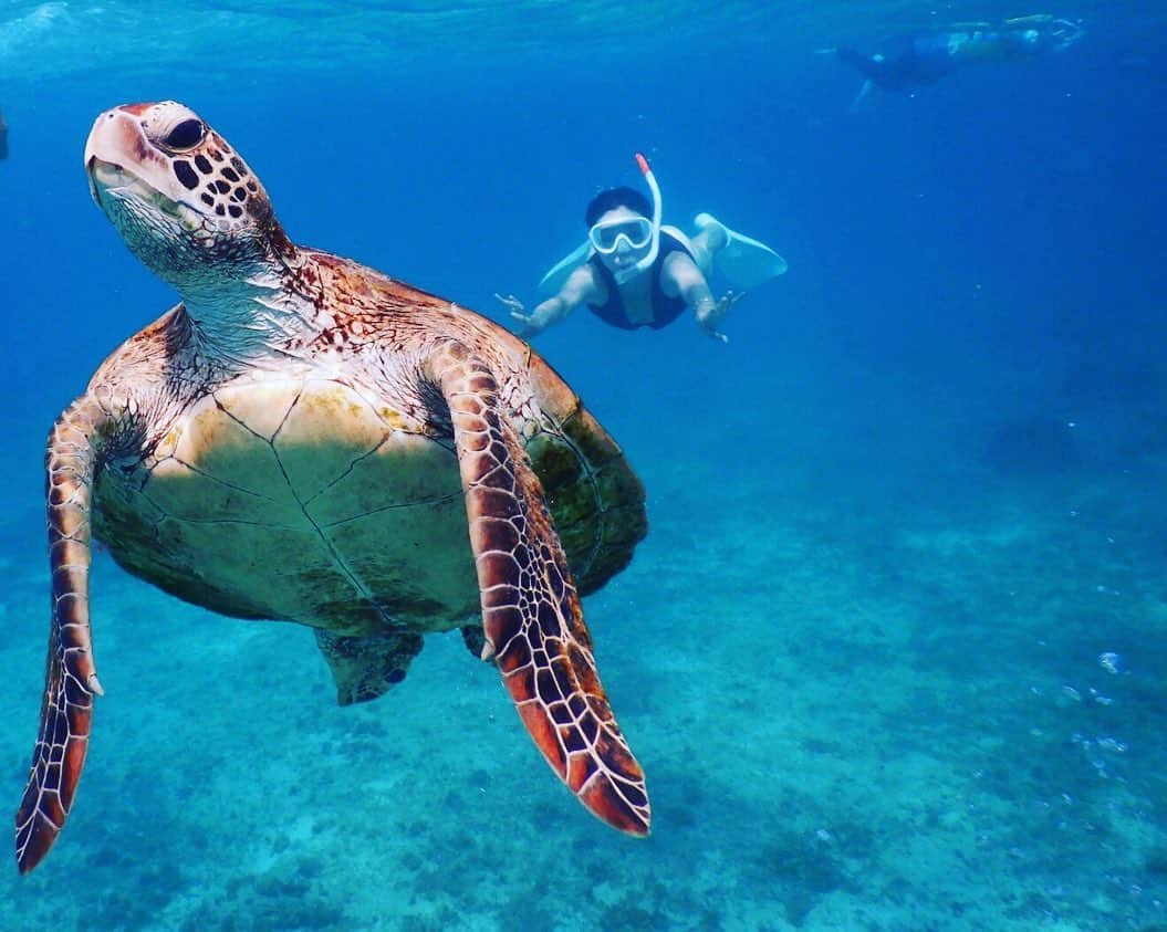 榊原みゆくさんのインスタグラム写真 - (榊原みゆくInstagram)「【Turtle🐢】 亀とランデブー🐢 最高に幸せ💕  初めてのスキンダイビング🌊 何度か潜ってコツ掴めた！矢先に、終わりの時間😅  次回は、もっと深くに潜りたいなぁ。  #turtle #miyakojima #okinawa #clownfish #diving #宮古島 #スキンダイビング  #亀 #カクレクマノミ #海大好き #素潜り #followme」7月13日 12時03分 - miyukuscarab
