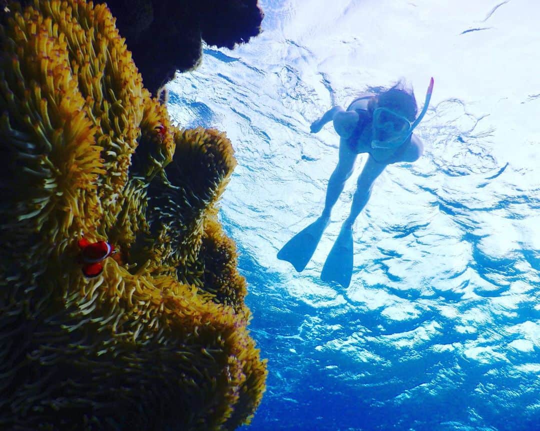榊原みゆくさんのインスタグラム写真 - (榊原みゆくInstagram)「【Turtle🐢】 亀とランデブー🐢 最高に幸せ💕  初めてのスキンダイビング🌊 何度か潜ってコツ掴めた！矢先に、終わりの時間😅  次回は、もっと深くに潜りたいなぁ。  #turtle #miyakojima #okinawa #clownfish #diving #宮古島 #スキンダイビング  #亀 #カクレクマノミ #海大好き #素潜り #followme」7月13日 12時03分 - miyukuscarab