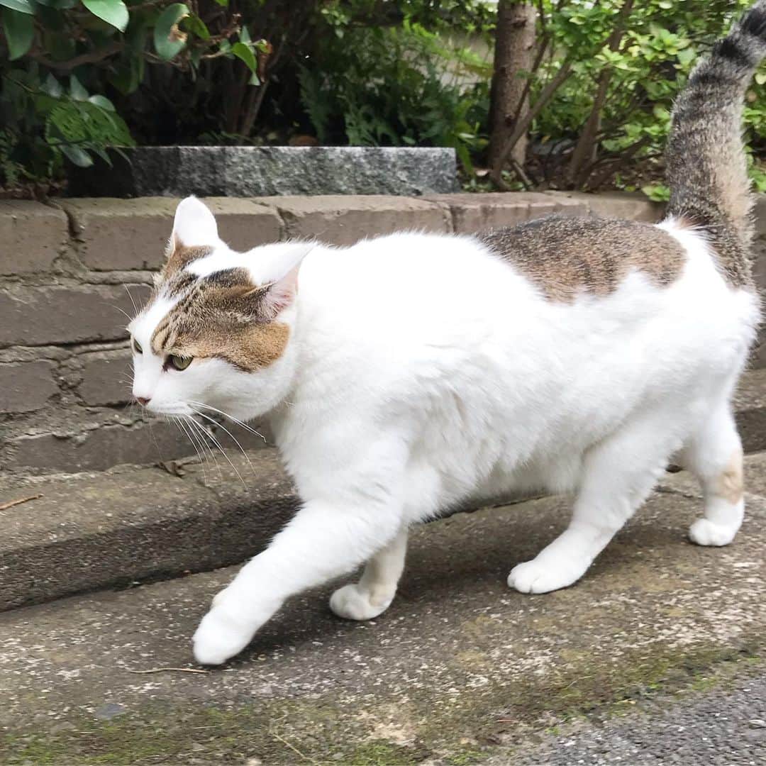 山田稔明さんのインスタグラム写真 - (山田稔明Instagram)「わーミルちゃん久しぶり！この子はチミとママンの猫町親戚ではないかと推測しているのです。 #ご近所ミルちゃん」7月13日 12時10分 - toshiakiyamada