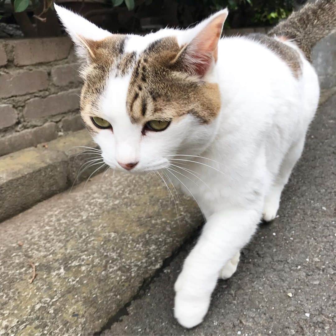山田稔明さんのインスタグラム写真 - (山田稔明Instagram)「わーミルちゃん久しぶり！この子はチミとママンの猫町親戚ではないかと推測しているのです。 #ご近所ミルちゃん」7月13日 12時10分 - toshiakiyamada