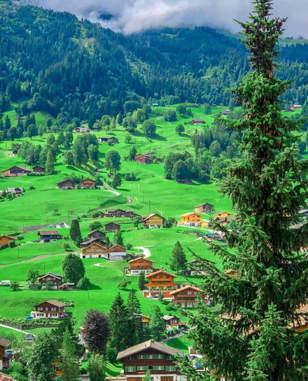 Wonderful Placesさんのインスタグラム写真 - (Wonderful PlacesInstagram)「Summer in Grindelwald - Switzerland ✨💚💚💚✨ So lush and so green! . Pictures by ✨✨@takemyhearteverywhere✨✨ #wonderful_places for a feature 💚」7月13日 12時13分 - wonderful_places