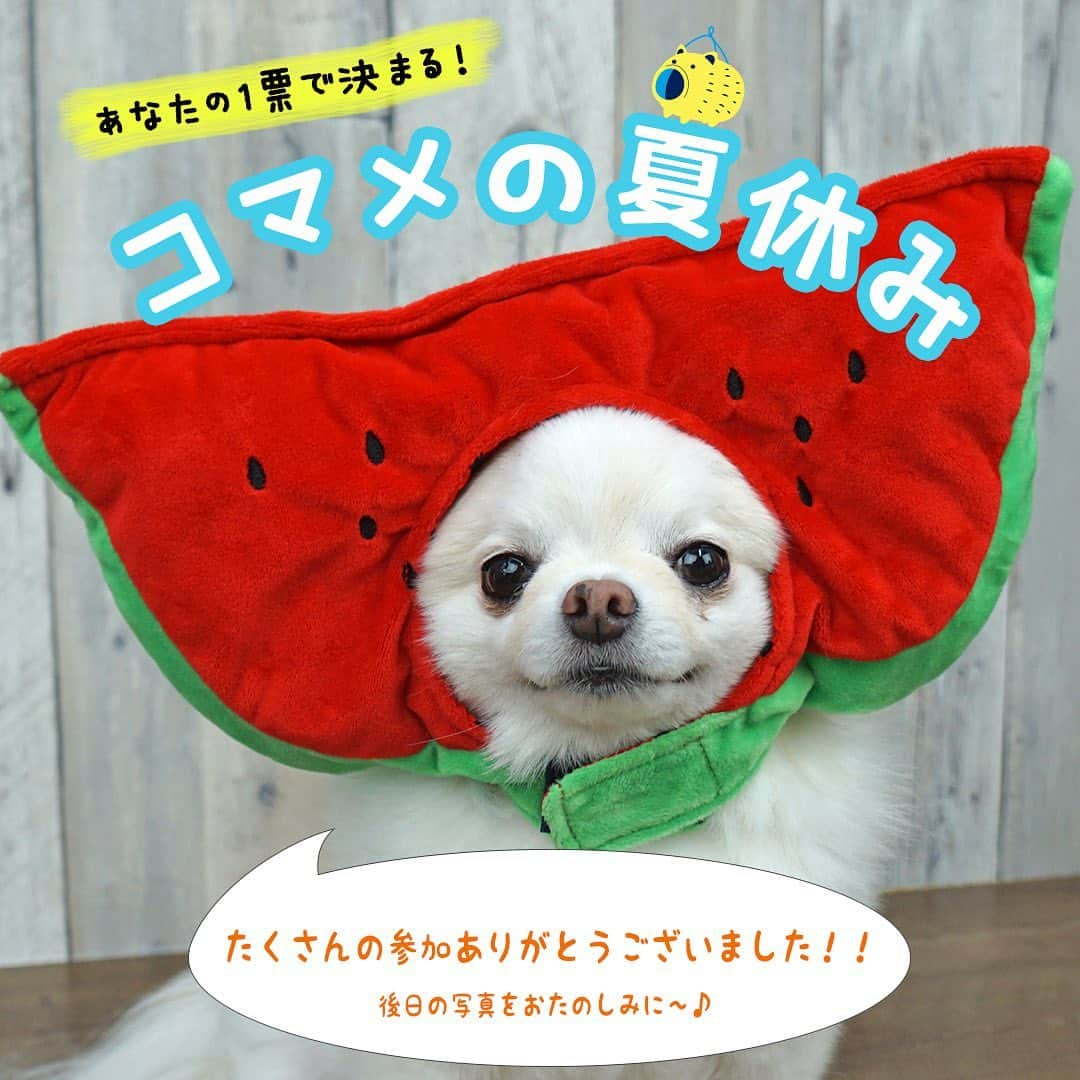 iDog&iCatさんのインスタグラム写真 - (iDog&iCatInstagram)「🍉🍧 あなたの一票で決まる！「コマメの夏休み」アンケート終了！ ・ 4問目への回答ありがとうございました！ ママとお出かけすることに決まりました✨ ・ この度はたくさんの投票ありがとうございました！ コマメは、「メッシュパーカーを着てママと水辺に行って水遊びをする」ことに決定いたしました！ 後日、写真もアップ予定ですのでお楽しみに♪ ・ #idogicat #idog #icat #犬の服idog #看板犬コマメ #どすこい #チワワ #犬 #いぬ #コマメの夏休み #夏休み #夏休みライフ #サマーバケーション」7月13日 12時18分 - idogicat