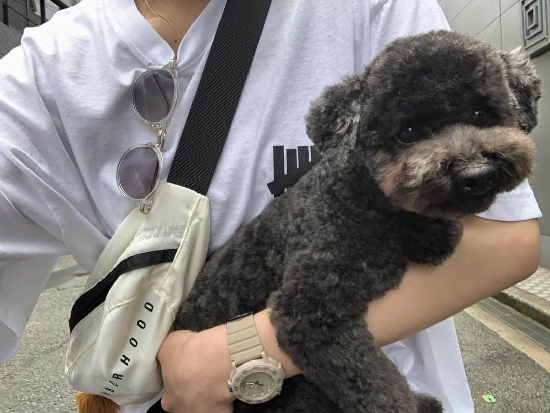 木村沙織さんのインスタグラム写真 - (木村沙織Instagram)「. #まっくす🐶」7月13日 12時22分 - saoriiiii819